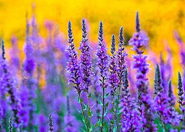 城市建设游戏《巨浪滔天》3月15日发售